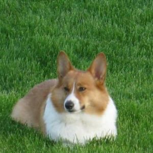 Meet your Posher, Omega